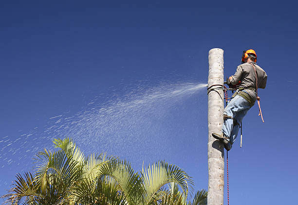 How Our Tree Care Process Works  in  Hughesville, PA